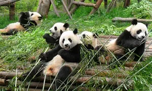 Cute Pandas