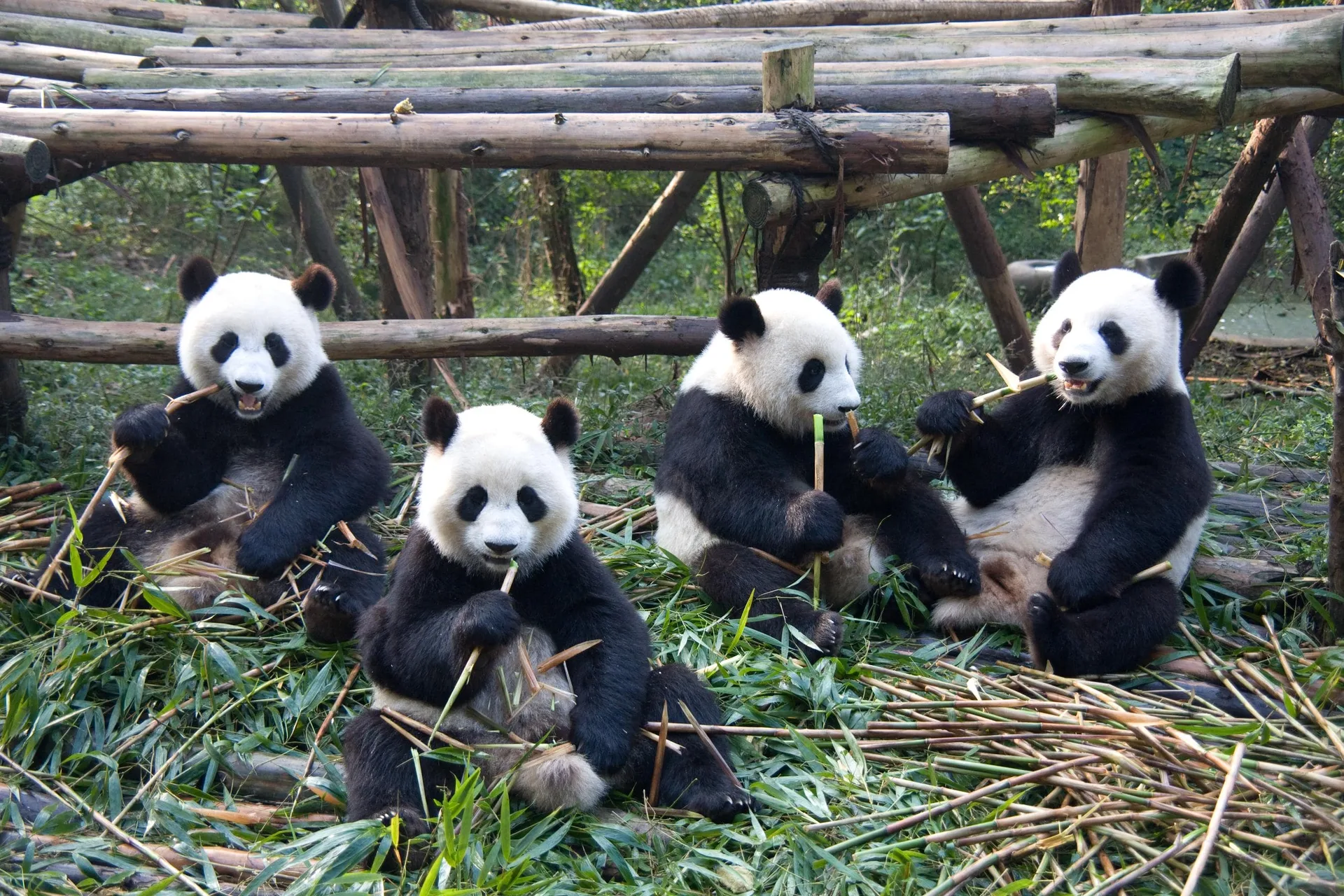 Chengdu & Chongqing
